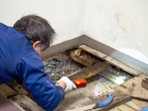 Best Professional Mold Removal  in Summit Park, UT
