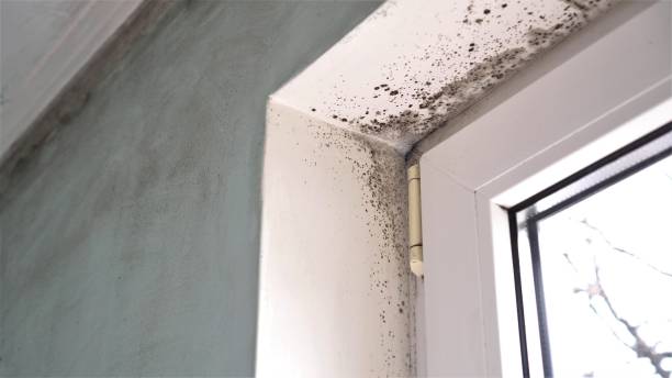 Best Office Mold Removal Services  in Summit Park, UT