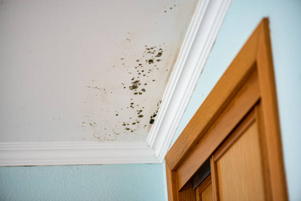 Best Same-Day Mold Removal  in Summit Park, UT