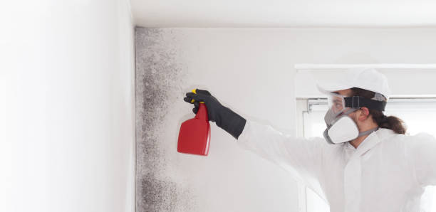 Best Mold Removal Specialists  in Summit Park, UT