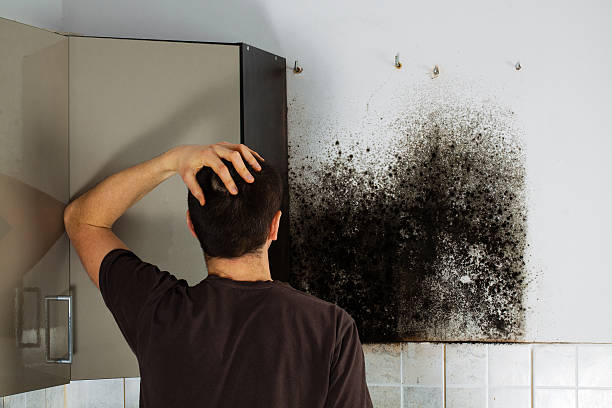 Best Crawl Space Mold Removal  in Summit Park, UT