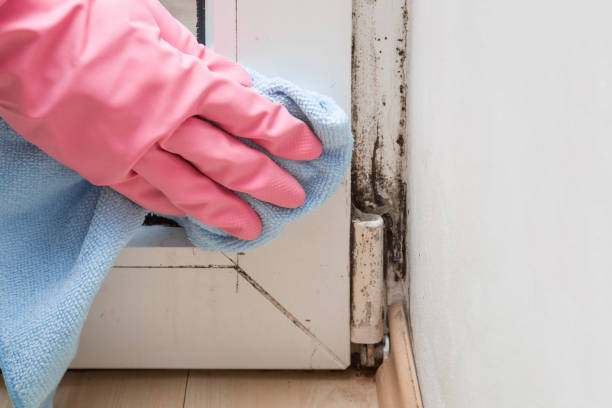 Best Attic Mold Removal  in Summit Park, UT